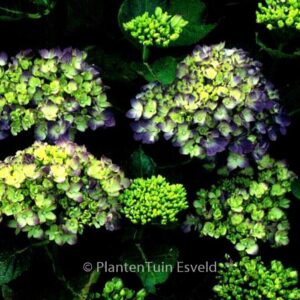 Hydrangea macrophylla 'Mathilde Guetges'