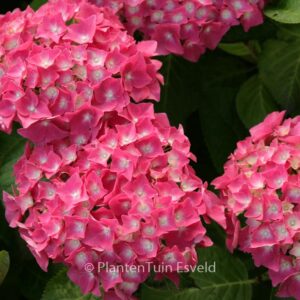 Hydrangea macrophylla 'Miss Belgium'