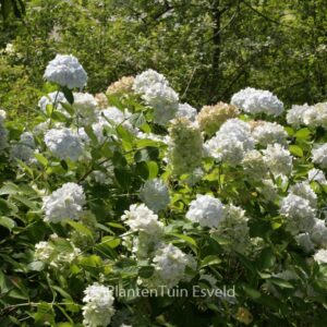Hydrangea macrophylla 'Mme. E. Mouillere'