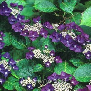 Hydrangea macrophylla 'Nachtigall'