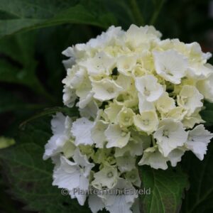 Hydrangea macrophylla 'Nymphe'