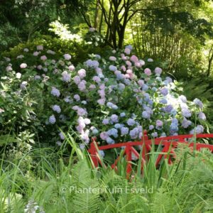 Hydrangea macrophylla 'Otaksa'