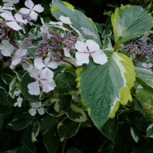 Hydrangea macrophylla 'Quadricolor'