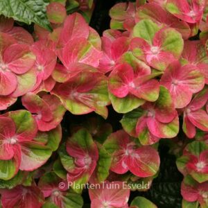 Hydrangea macrophylla 'Qufu' (MAGICAL GREENFIRE)