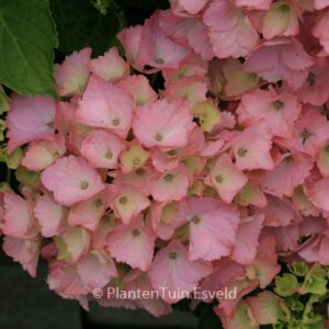 Hydrangea macrophylla 'Rambo' (MAGICAL TOPAZ)