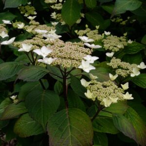 Hydrangea macrophylla 'Ramis Pictis'