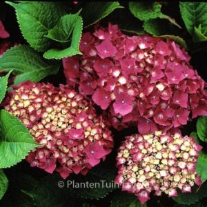 Hydrangea macrophylla 'Rheinland'