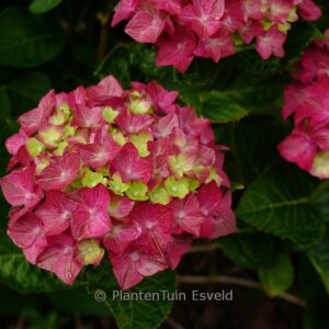 Hydrangea macrophylla 'Rosso Glory'