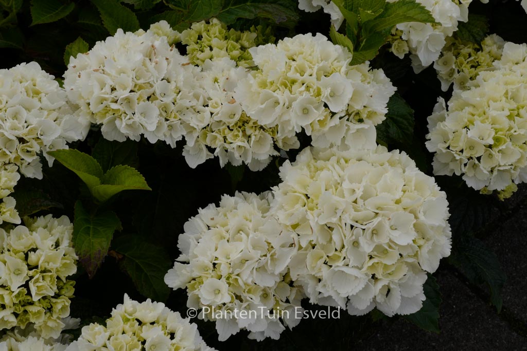 Hydrangea macrophylla 'Schneeball'