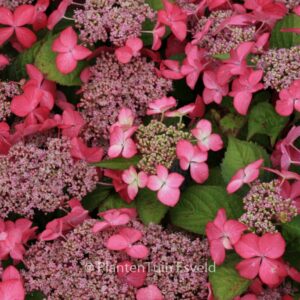 Hydrangea macrophylla 'Selina'