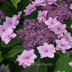 Hydrangea macrophylla 'Shamrock'