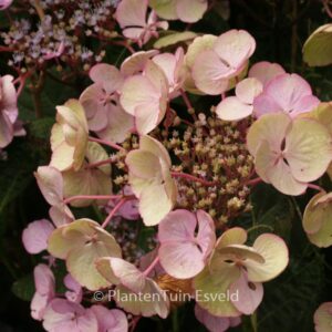 Hydrangea macrophylla 'Sheila'