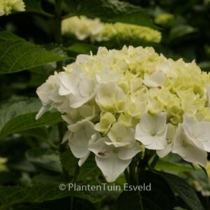 Hydrangea macrophylla 'Soeur Therese'