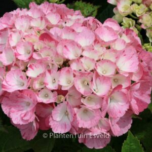 Hydrangea macrophylla 'Sweet Fantasy' (HOVARIA)