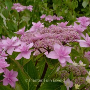 Hydrangea macrophylla 'Tambour Major'
