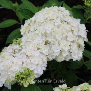 Hydrangea macrophylla 'The Bride' (ENDLESS SUMMER)