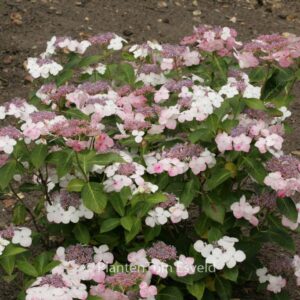 Hydrangea macrophylla 'Tokyo's Delight'