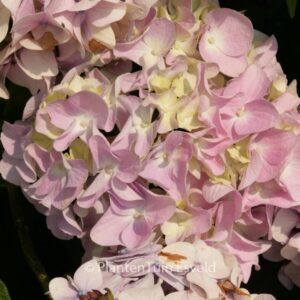 Hydrangea macrophylla 'Vindool' (DOOLEY)