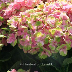 Hydrangea macrophylla 'Xian' (MAGICAL OPAL)