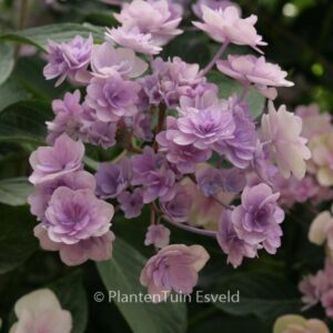 Hydrangea macrophylla 'Youmefour' (PASSION)