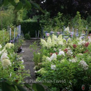 Hydrangea paniculata