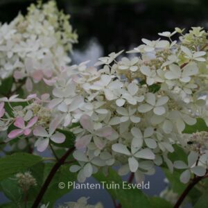 Hydrangea paniculata 'Ammarin'