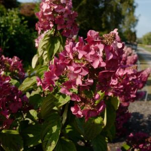 Hydrangea paniculata 'Big Chine Continental'