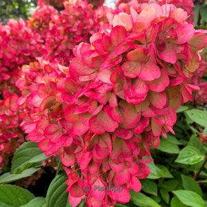 Hydrangea paniculata 'Bloody Marie'