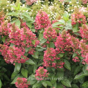Hydrangea paniculata 'Bokratorch' (MAGICAL FLAME)