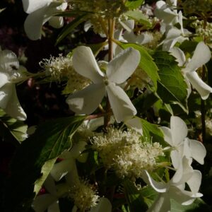 Hydrangea paniculata 'Cov' (LEVANA)
