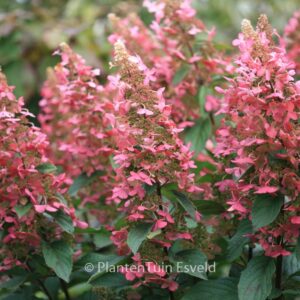Hydrangea paniculata 'DVPinky' (PINKY WINKY)