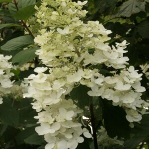 Hydrangea paniculata 'Dolly'