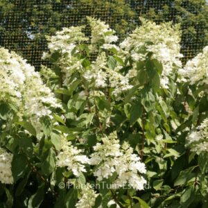 Hydrangea paniculata 'Evereste'