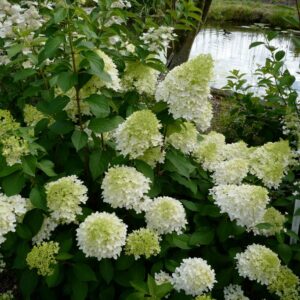 Hydrangea paniculata 'Frenne' (SKYFALL)