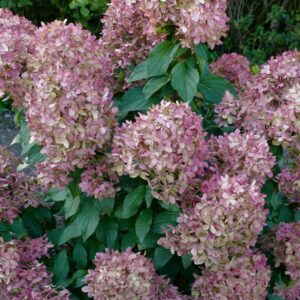 Hydrangea paniculata 'GRHp10' (MOJITO)