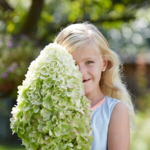 Hydrangea paniculata 'Grhp14' (HERCULES)