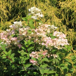 Hydrangea paniculata 'HPOPR018' (EARLY HARRY)