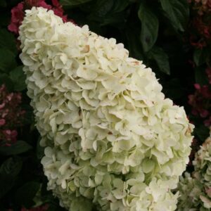 Hydrangea paniculata 'Kolmagino' (MAGICAL MOONLIGHT)