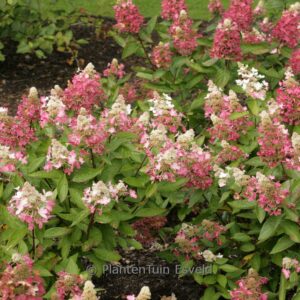 Hydrangea paniculata 'Kolmavesu' (MAGICAL VESUVIO)