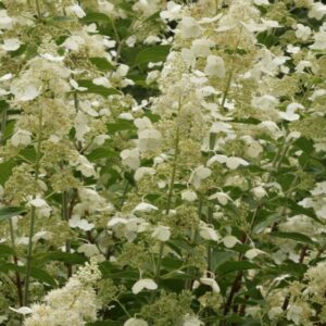 Hydrangea paniculata 'Kyushu'