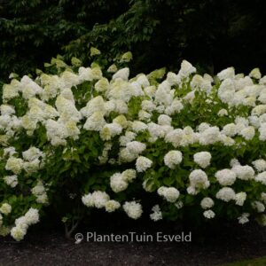 Hydrangea paniculata 'Limelight'