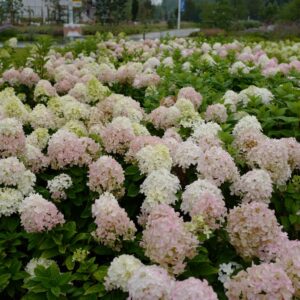 Hydrangea paniculata 'Limelight Prime'