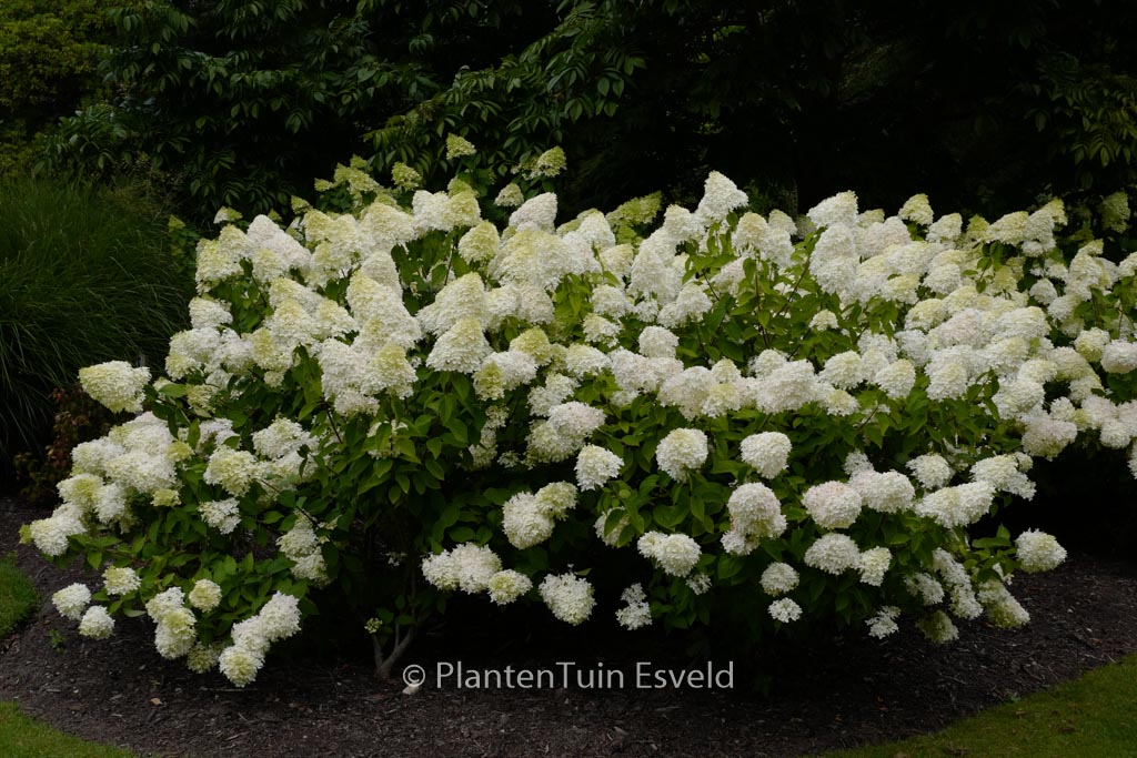 Hydrangea paniculata 'Limelight'