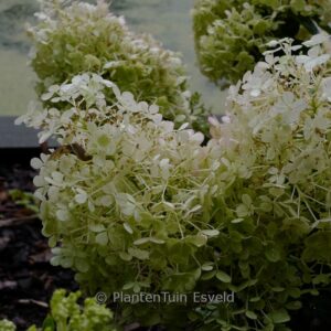 Hydrangea paniculata 'Little Alf'