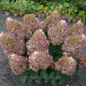 Hydrangea paniculata 'Little Fresco'