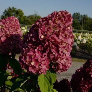 Hydrangea paniculata 'Living Pink & Rose'