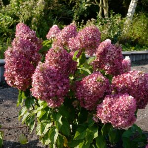 Hydrangea paniculata 'Living Pinky Promise'