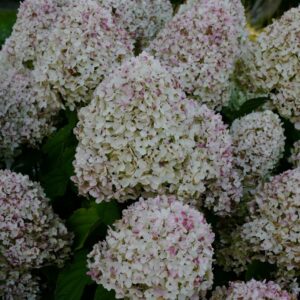 Hydrangea paniculata 'Living Sugar Rush'