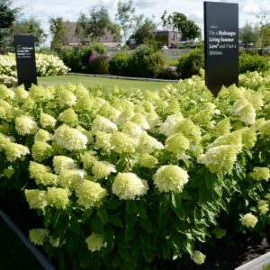 Hydrangea paniculata 'Living Summer Love'