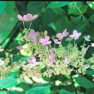Hydrangea paniculata 'Melody'